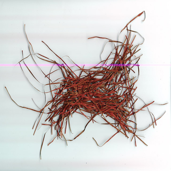 fauna par hasard - goat